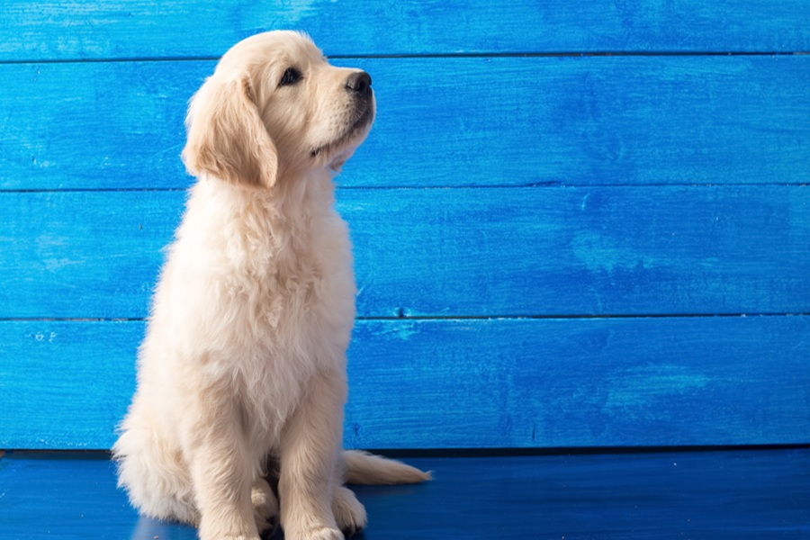 Are There Any House Training Techniques That Work Better For Small Puppies insights