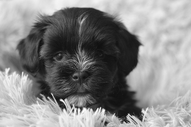 What Are The Essential Tools For Effective Dog Training? — Doging a Training Dog training guide illustration