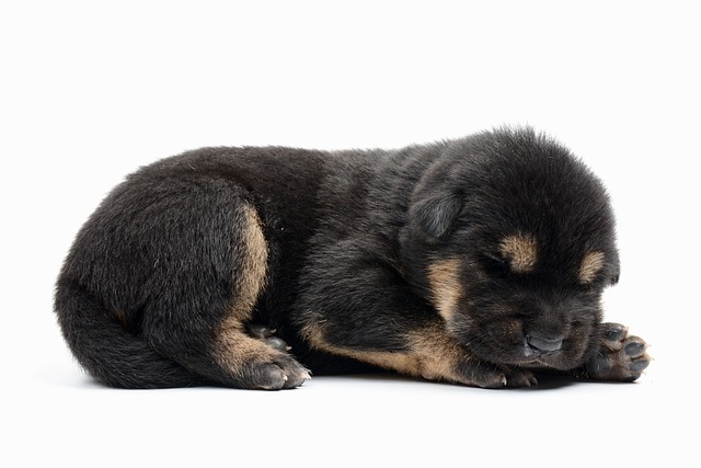 Puppy training problems visual aid