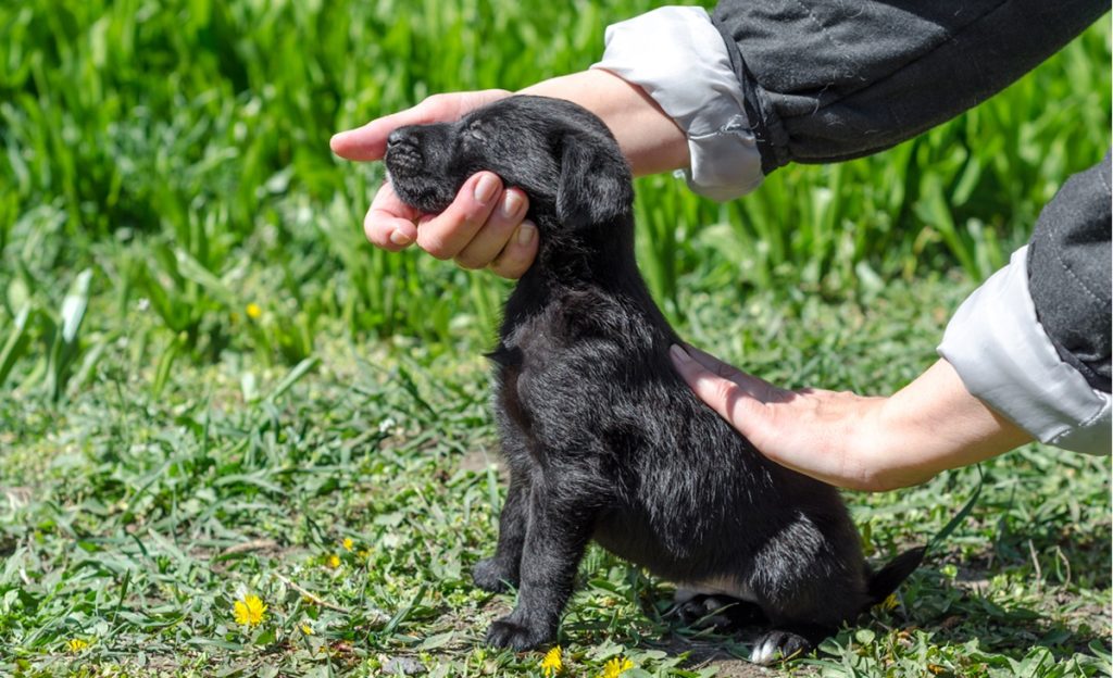 House training a puppy visual