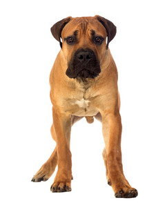 How To Train Your Puppy guide How to train your puppy photo