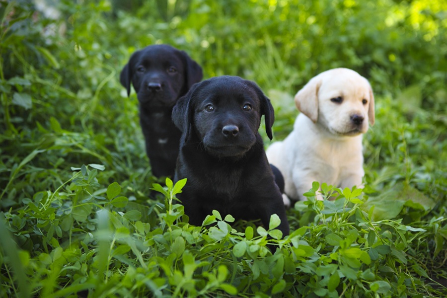 Puppy obedience guide visual