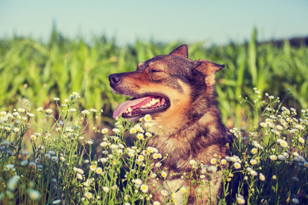 How To Train Your Dog With Clicker Training