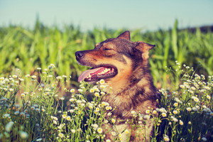 Tips for training your puppy image