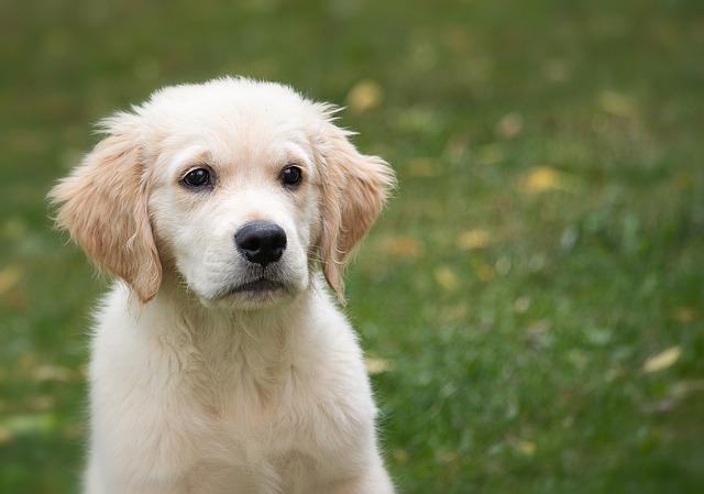 When Should you Begin House Training your New Puppy