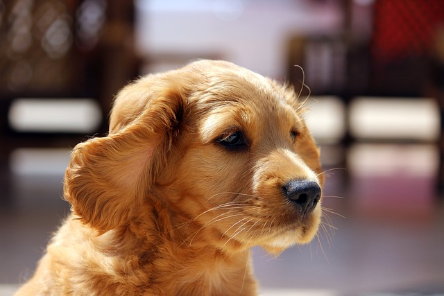 Cracking the Code: Understanding Why Your Puppy Ignores You Outside