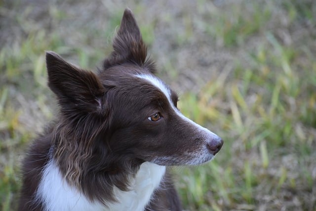 Achieve Peaceful Nights: The Ultimate Guide on How to Crate Train a Puppy at Night Without Crying