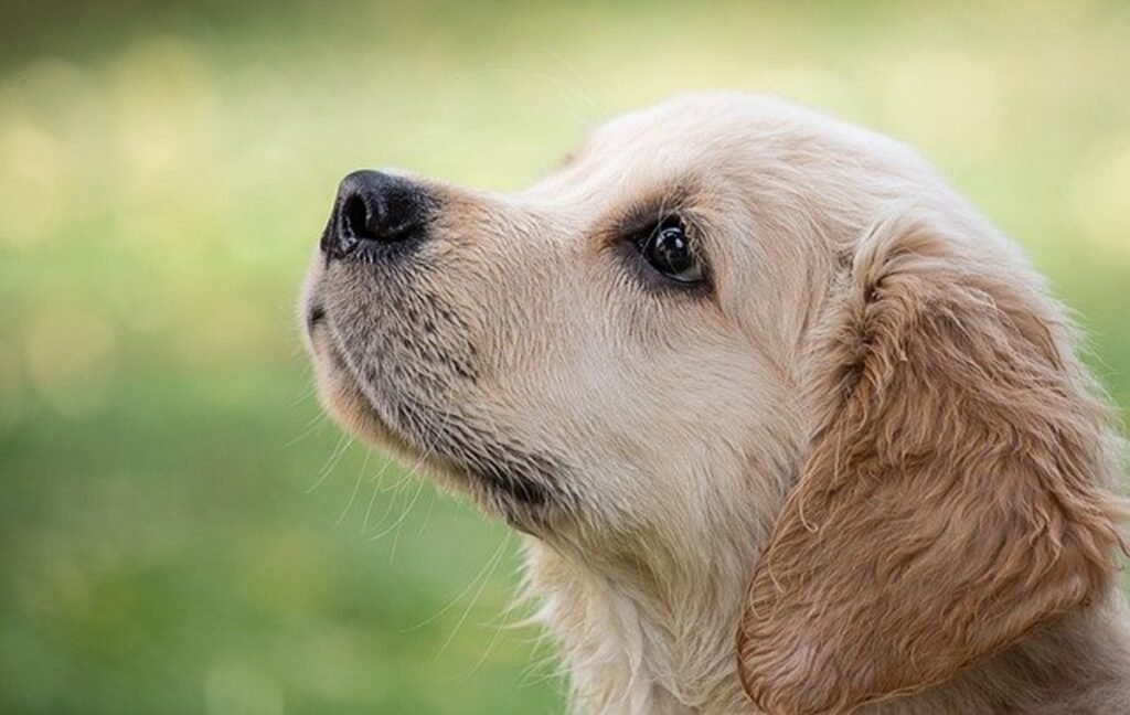 How Long Does House Training Puppy Usually Take To See Results? How Long Does House Training Puppy Usually Take To See Results?